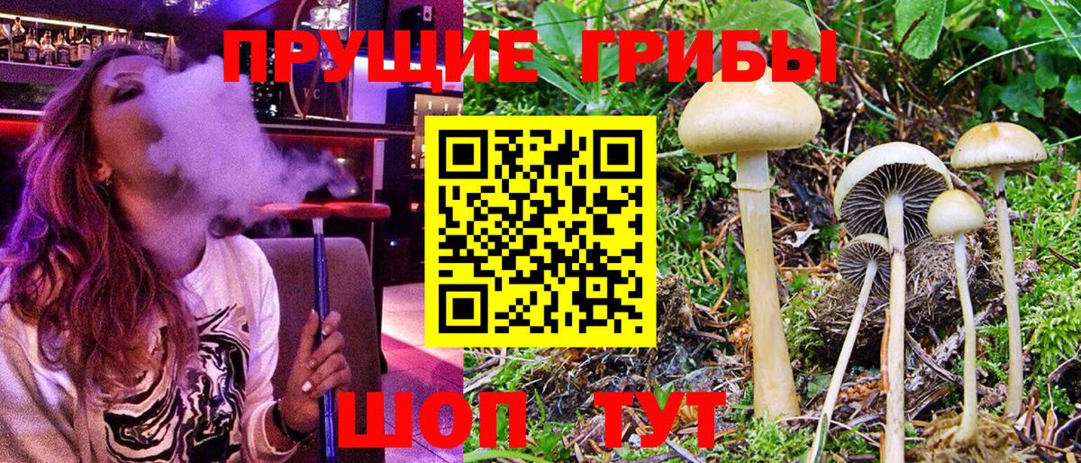 Псилоцибиновые грибы Cubensis  Галлюциногенные грибы прущие грибы  Ангарск  Вход с VPN 